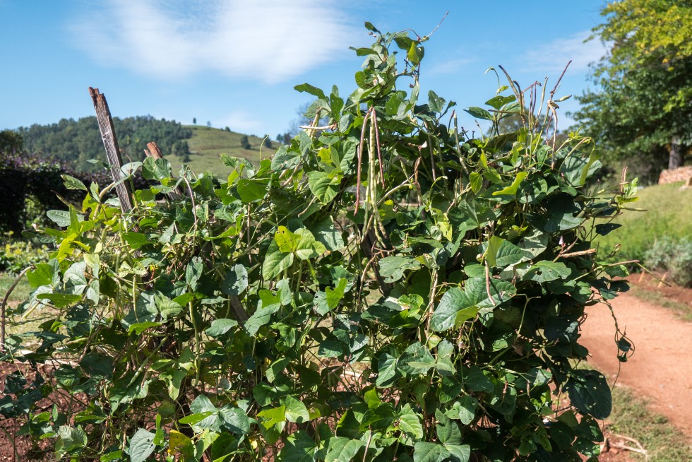 Asparagus Bean Vigna unguiculata ‘sesquipedalis’ Thomas Jefferson's