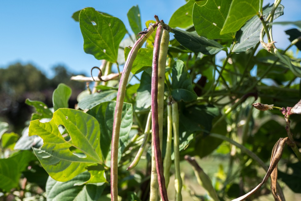 Asparagus Bean Vigna unguiculata ‘sesquipedalis’ Monticello