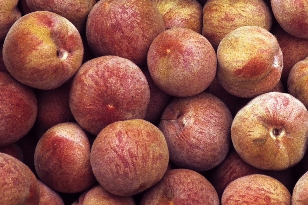 indian-blood-cling-peach-prunus-persica-indian-blood-cling-thomas
