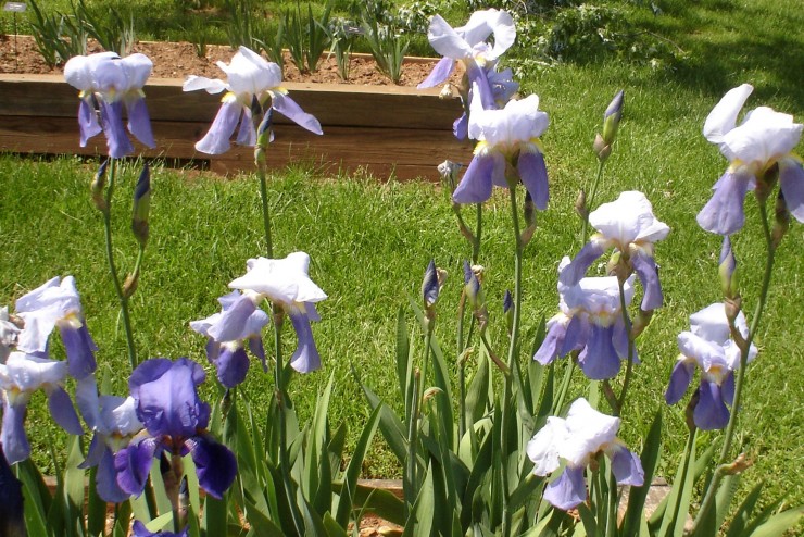 Bearded Iris Collection