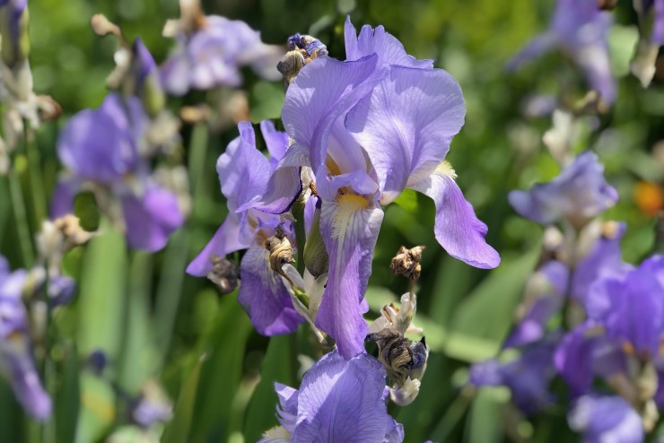 Sweet Flag Iris | Thomas Jefferson's Monticello