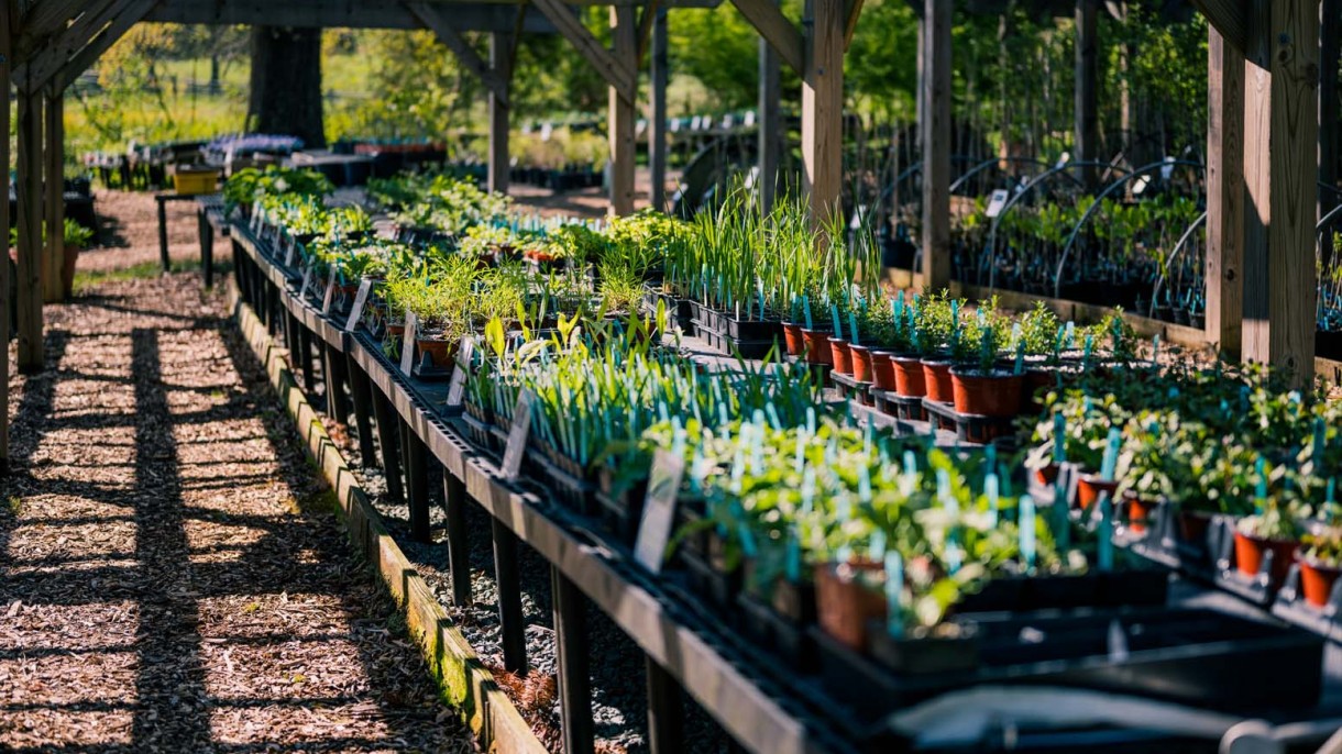 October Plant Sale at CHP Monticello