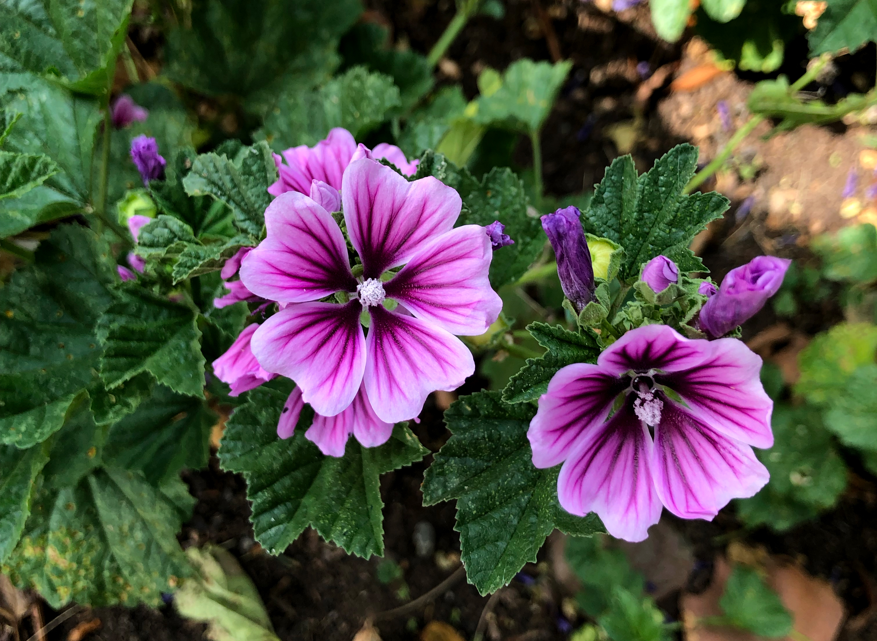 French Mallow | Thomas Jefferson's Monticello