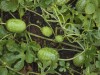 West Indian Gherkin