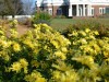Chrysanthemum