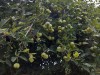 Wild Crabapple