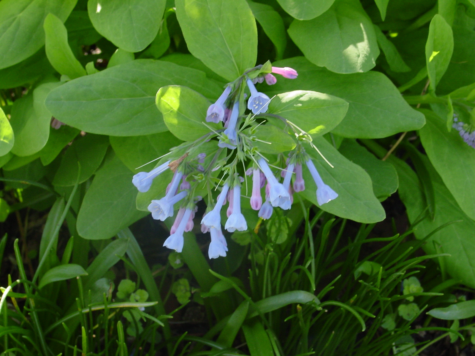 Virginia Bluebell | Thomas Jefferson's Monticello