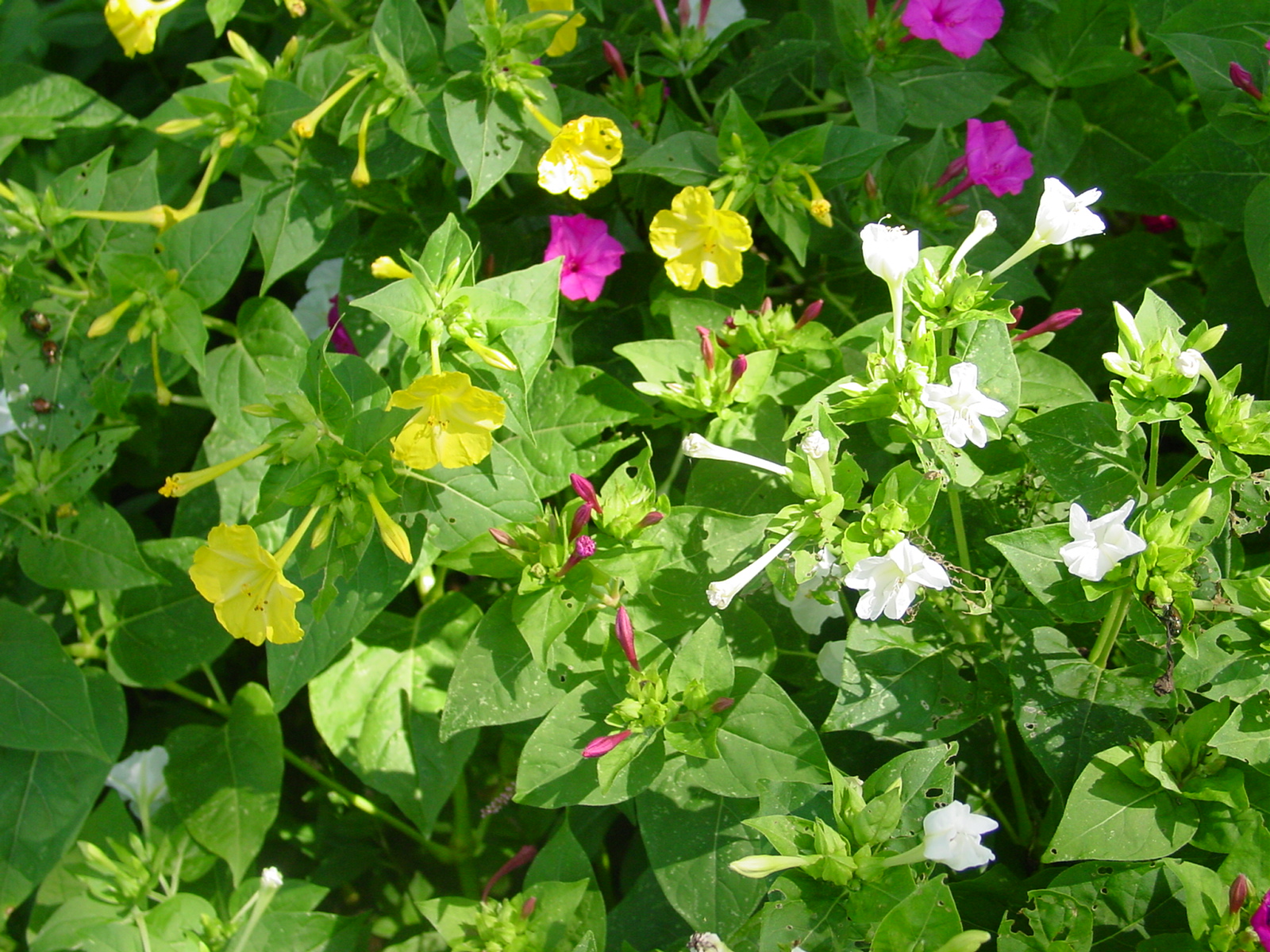 Four O'Clock | Thomas Jefferson's Monticello