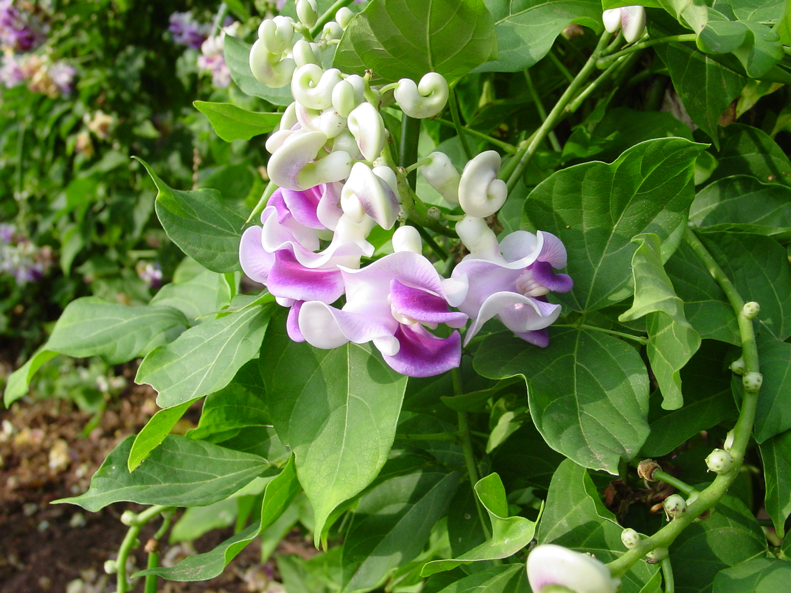 Купить Семена Вигны В Интернет Магазине