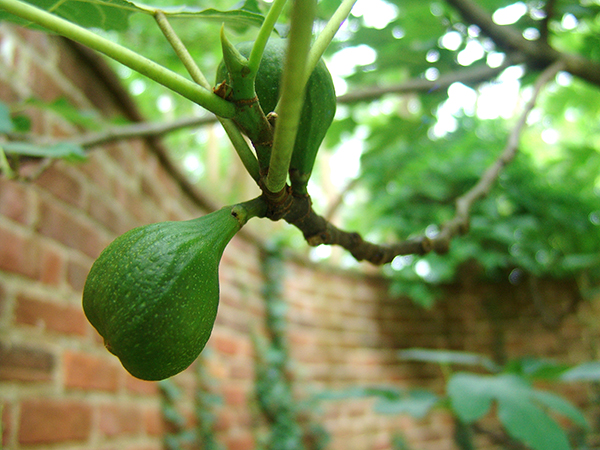 Green Ischia Fig in UVa Pavillion