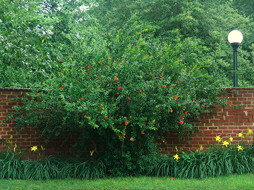 Pomegranate in UVA's Pavillion IX Garden