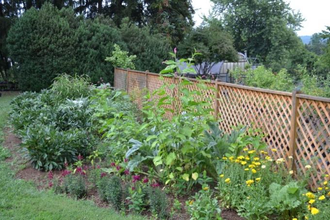 Prince's Feather towering over Snapdragons, Calendula, Rhubarb, and Cardoons