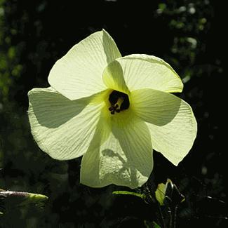 Sunset Hibiscus flower