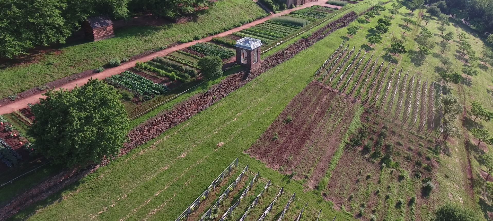 Aerial view of Monticello's South Orchard showing trellises for wine grapes, squares for berries, and rows of fruit trees.