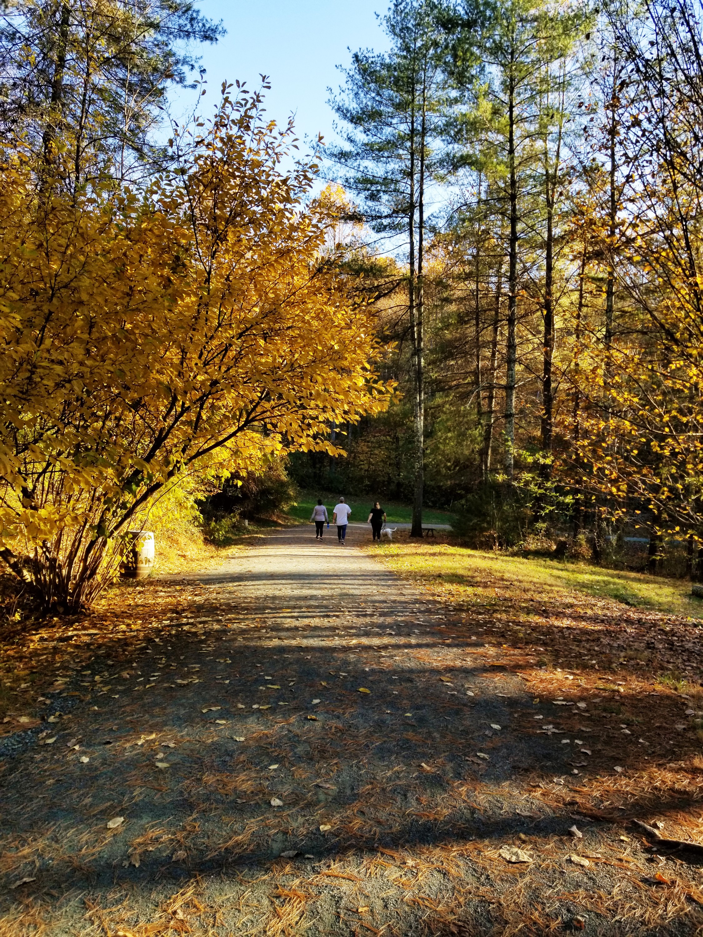 The Saunders-Monticello Trail in fall