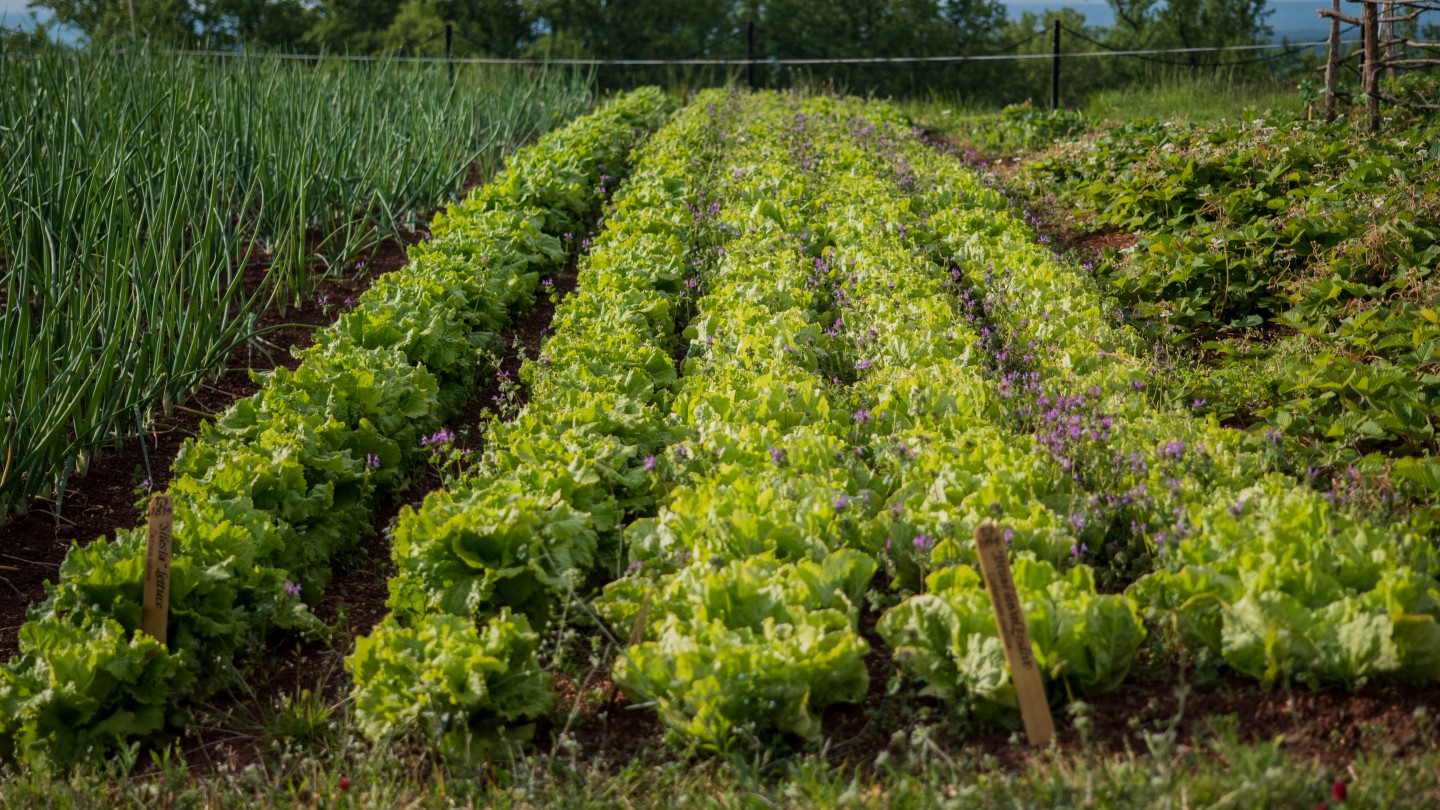 Rows of lettuce growing in Monticello's Vegetable Garden